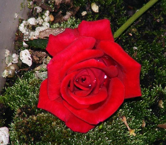 Caliente photo cal2013_08160052_zpsf62e45d5.jpg